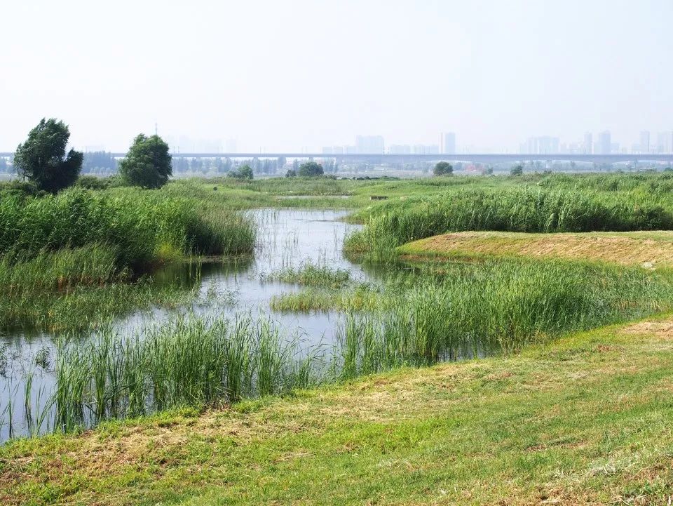 渭柳湿地公园_河滩