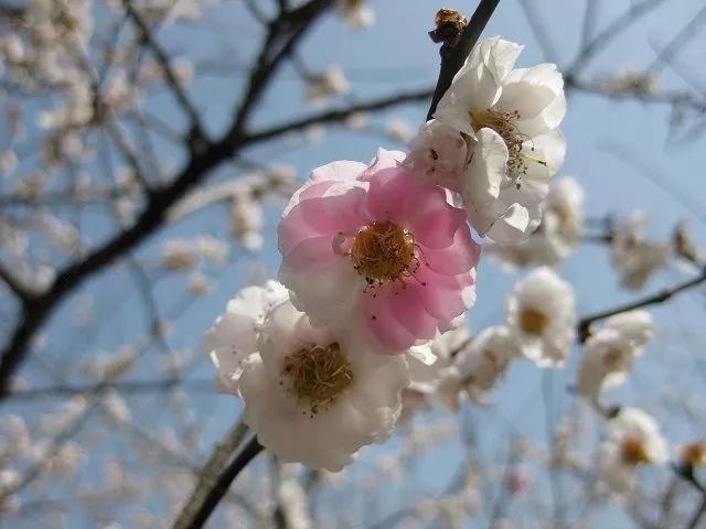 【每日一花】灑金梅:每朵白花上必灑紅條或紅斑