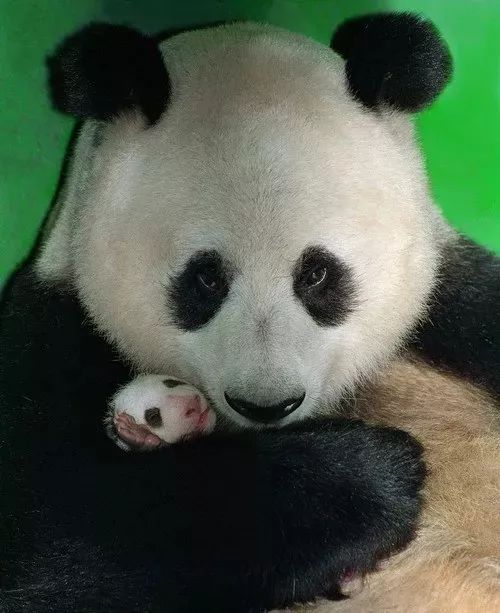 大熊猫苏苏图片