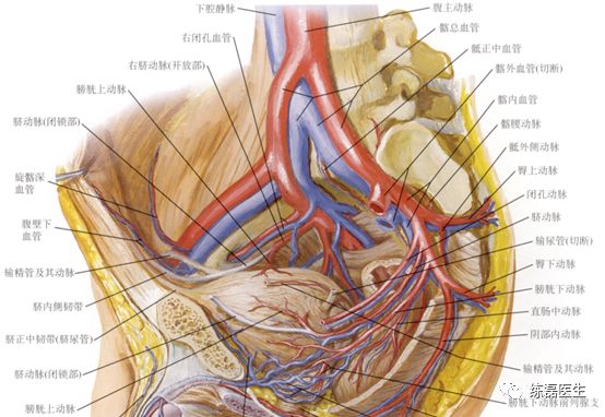 盆腔淋巴结解剖图图片