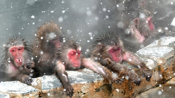 冬季來臨 日本北海道猴子為禦寒泡溫泉 商業 第4張