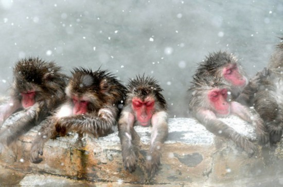猴子下雪泡温泉图片