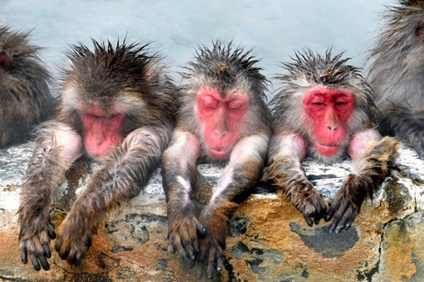 冬季來臨 日本北海道猴子為禦寒泡溫泉 商業 第1張