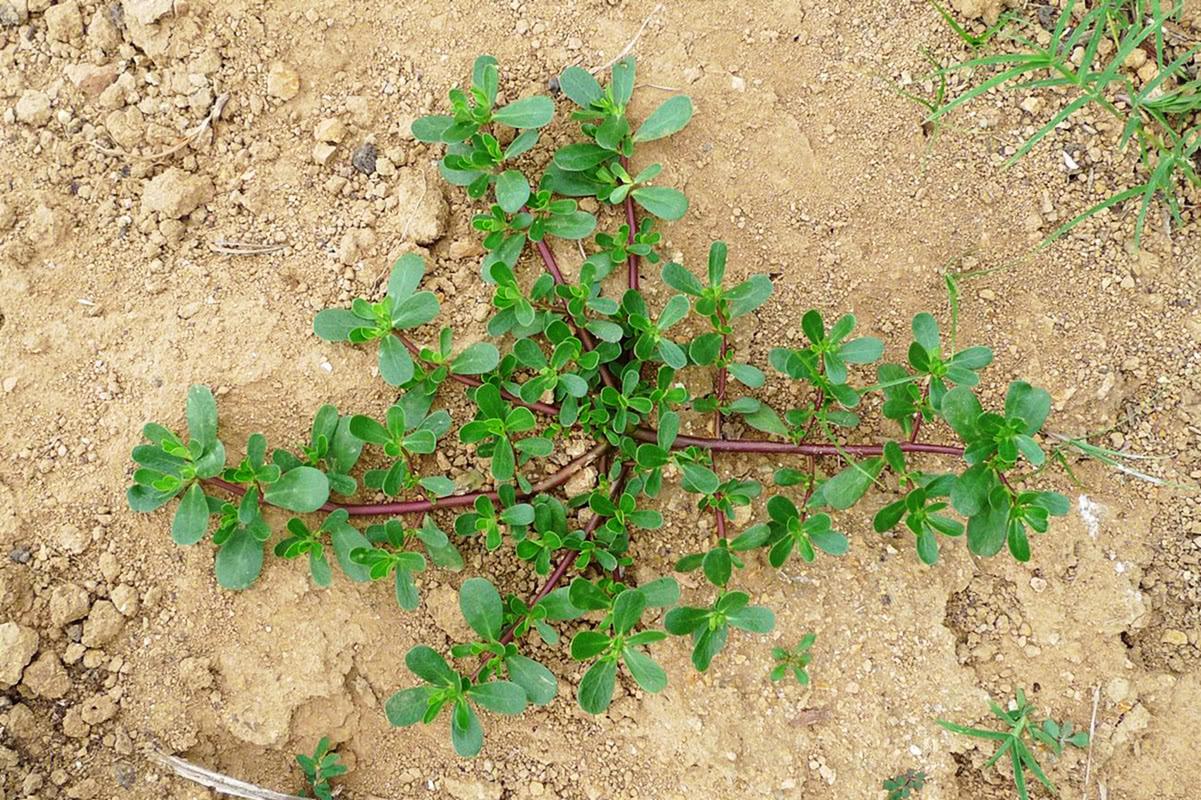 这种野草,若在菜园见到请别忽视,价值相当珍贵,人称"长命菜"_马齿苋