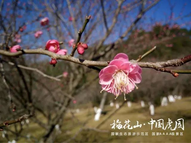 梅花山偶遇梅花初放