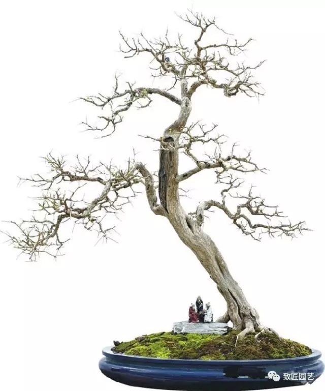 吴成发大师盆景作品欣赏▲表演完成后的树相,宛如一条身姿矫健的游龙