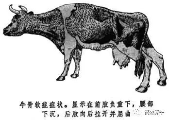 牛的前肢骨示意图图片