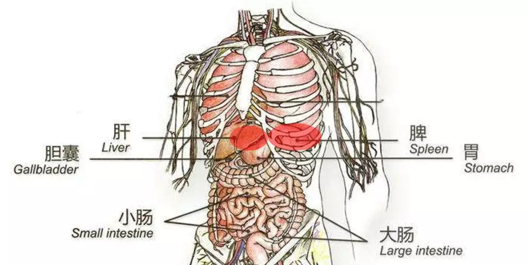 肝胆脾胃的位置图图片
