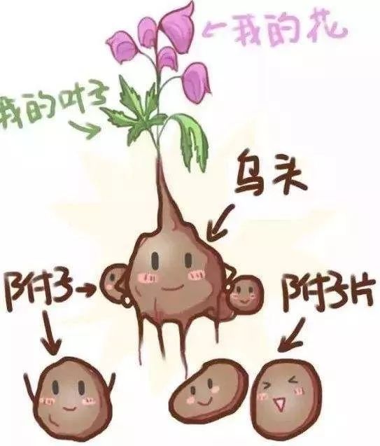 草乌,附子含乌头类生物碱,毒性很大,普通加工方法难以破坏其毒性,研究