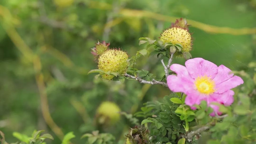 刺梨是薔薇類植物,花型有點像薔薇花,月季花,花瓣一層5片.