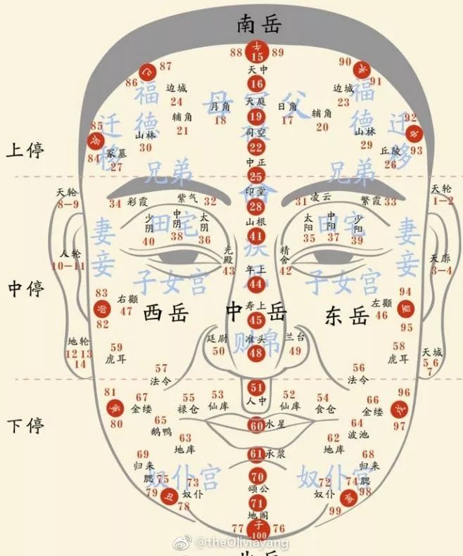 眉毛反射区图解图片