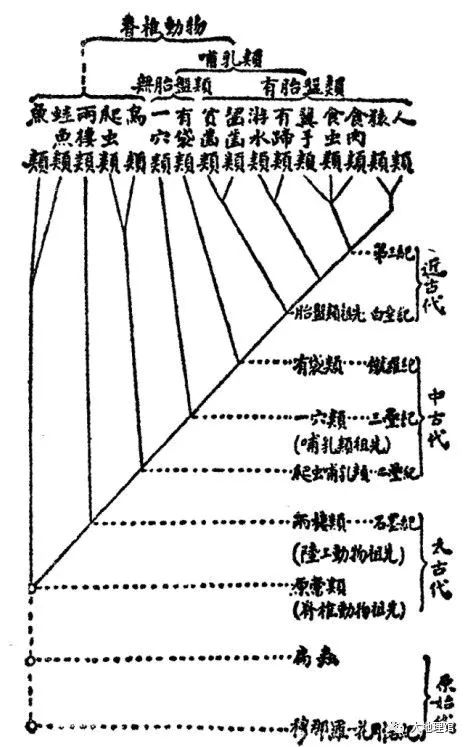 人物传记的树状图图片