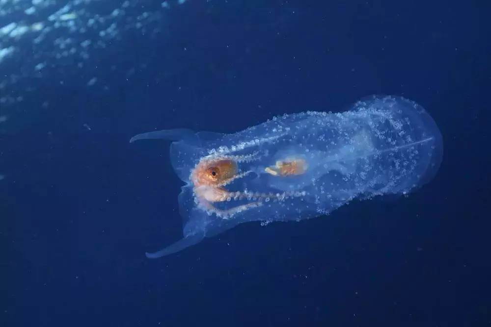 攝影師拍到深海神秘生物獲國家地理大獎