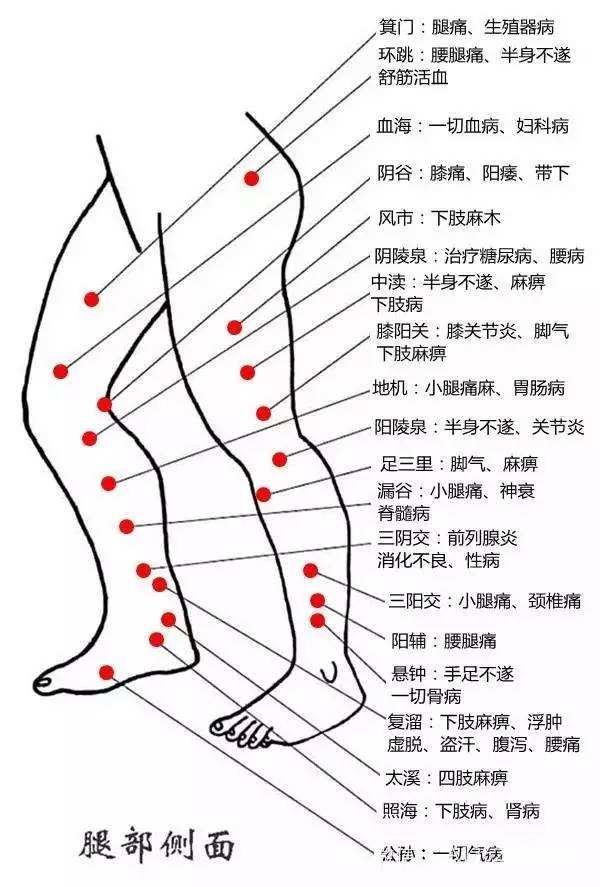 大腿内侧经络是什么经图片