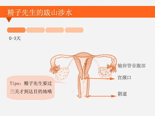 受孕全过程方法图片