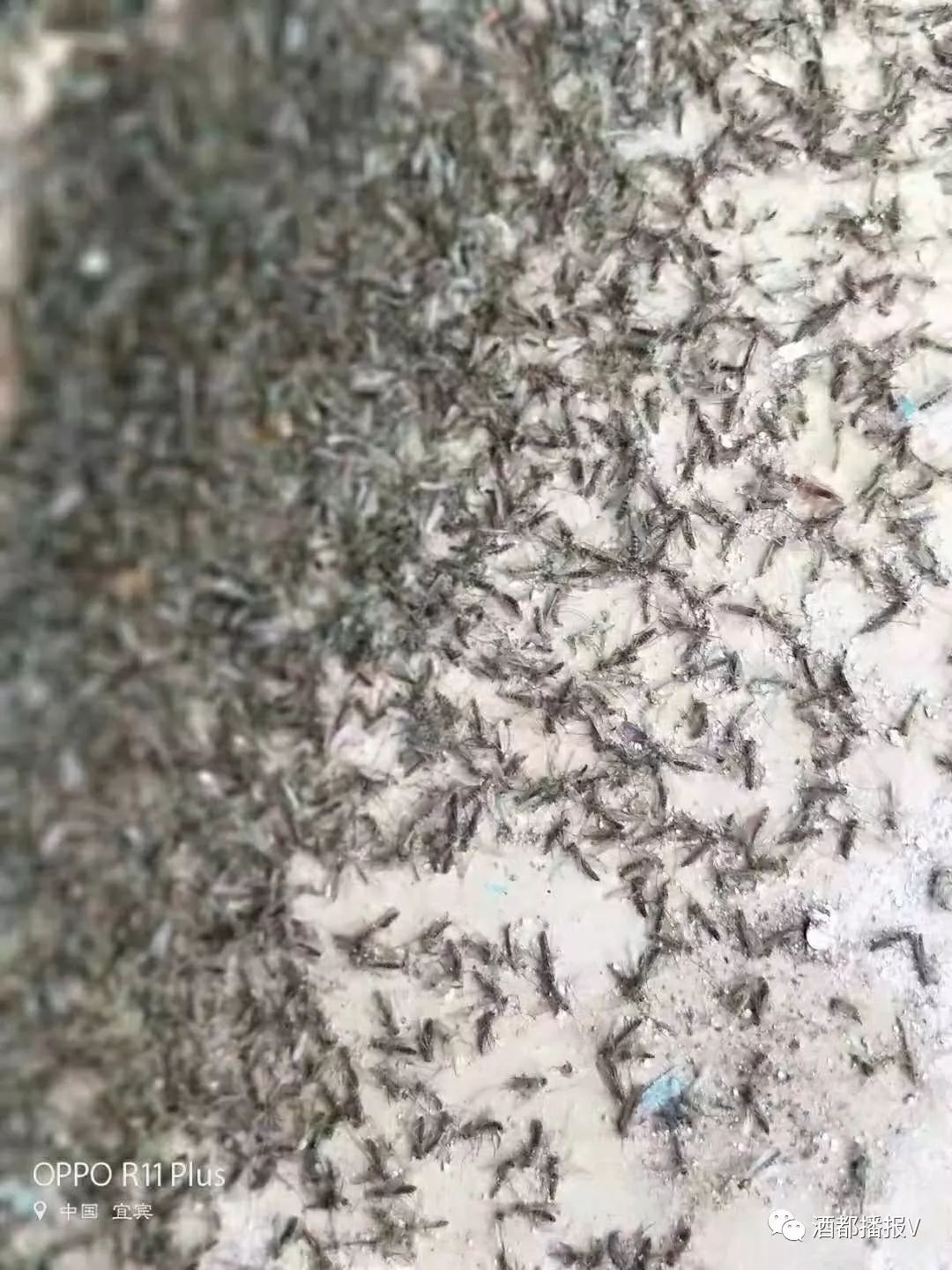 宜宾一条河边发现大量蚊子密集恐怖症患者慎入