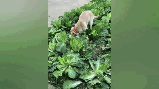 狗啃白菜表情包gif图片