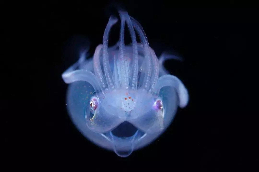 摄影师拍到深海神秘生物,获国家地理大奖