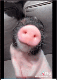 小猪睡觉动态表情包图片