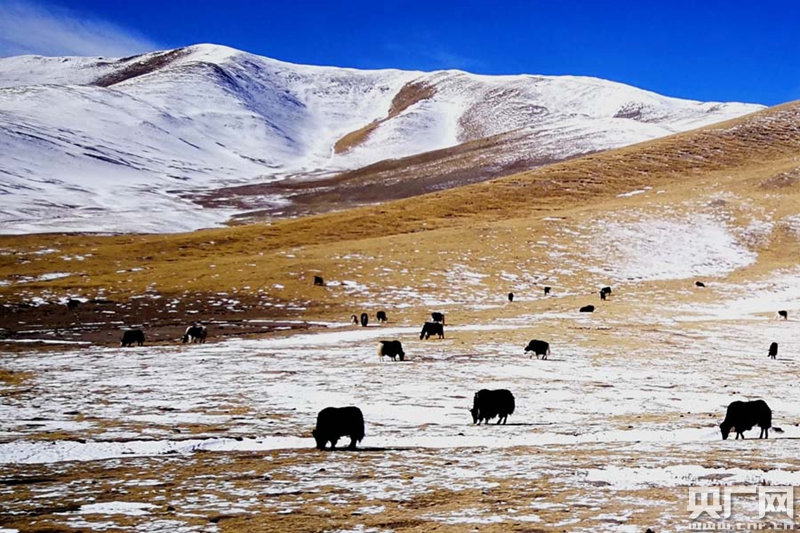 【40年看青海】青藏高原上的生态保卫战