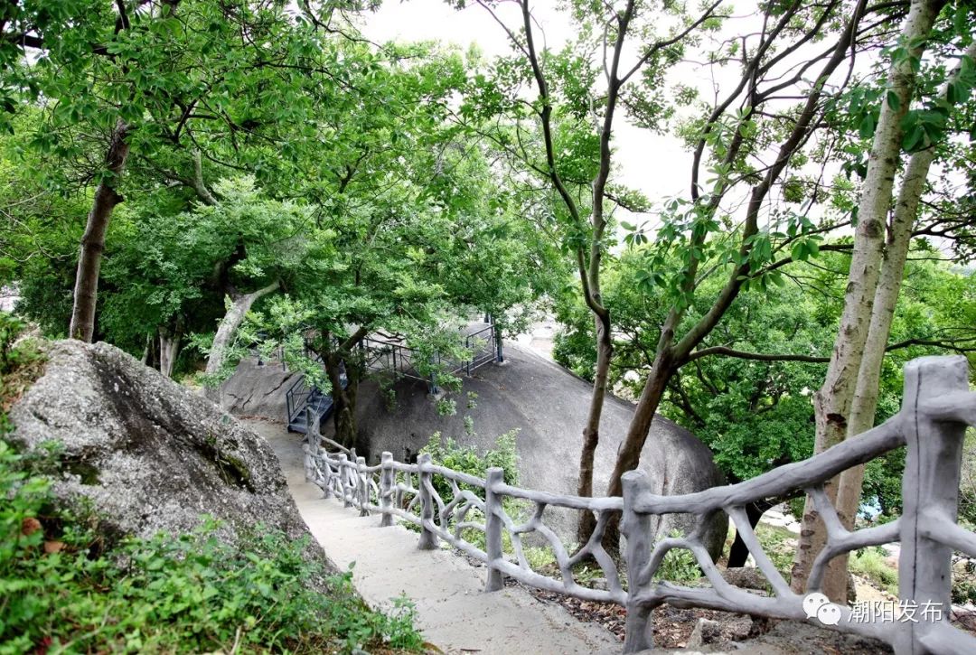 贵屿仙马马贞松图片