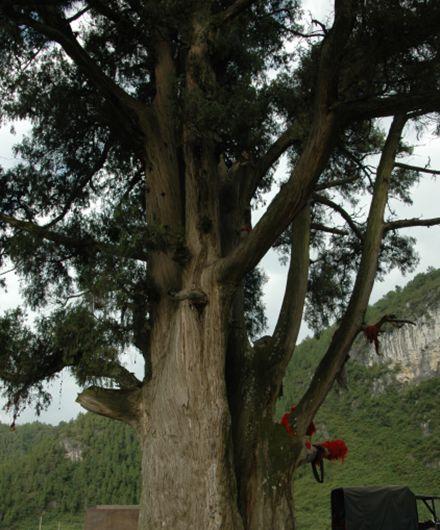 会师柏