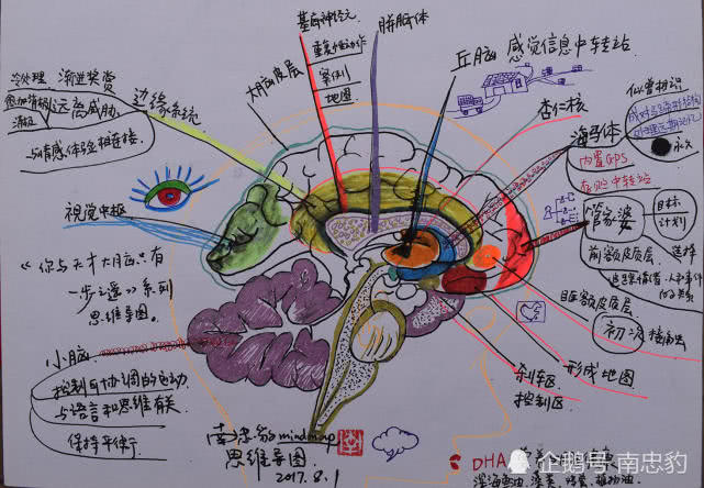 南忠豹手绘思维导图大脑使用说明书mindmap