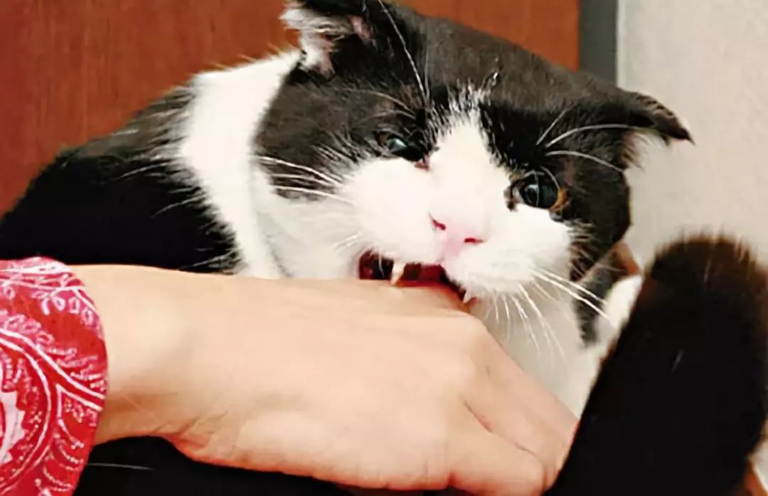 猫为什么咬人
