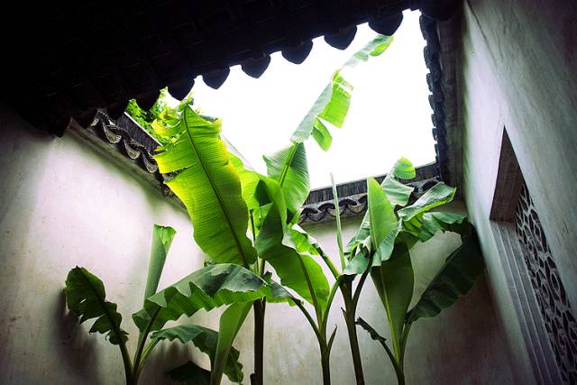 芭蕉叶上无愁雨,岁月无情人有情