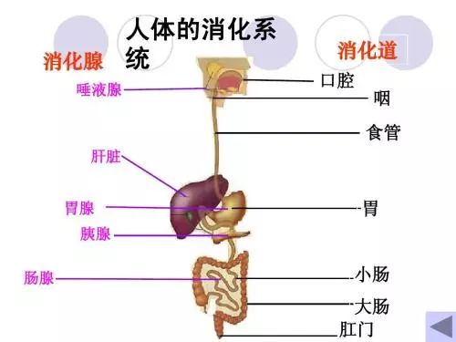 食物在人体内的消化吸收过程 科普