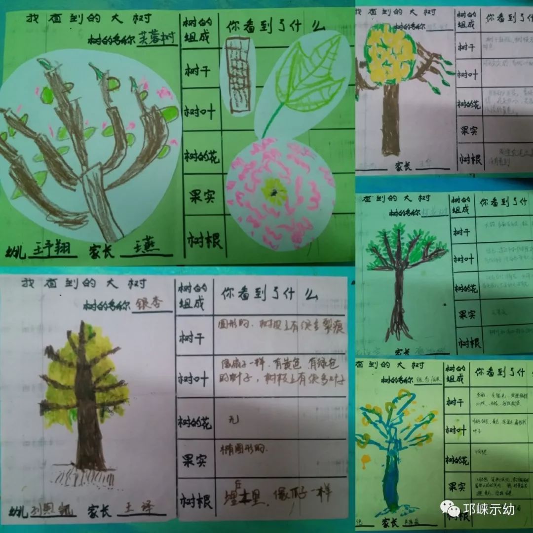 常绿树和落叶树记录表图片