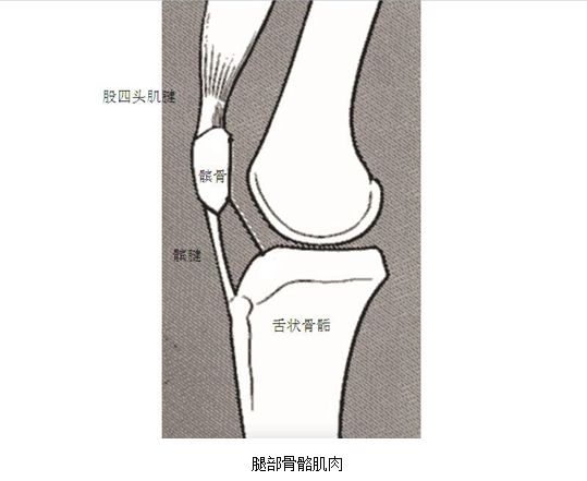 膝盖骨骺线闭合区别图图片