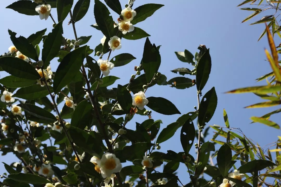 那是大山深處,