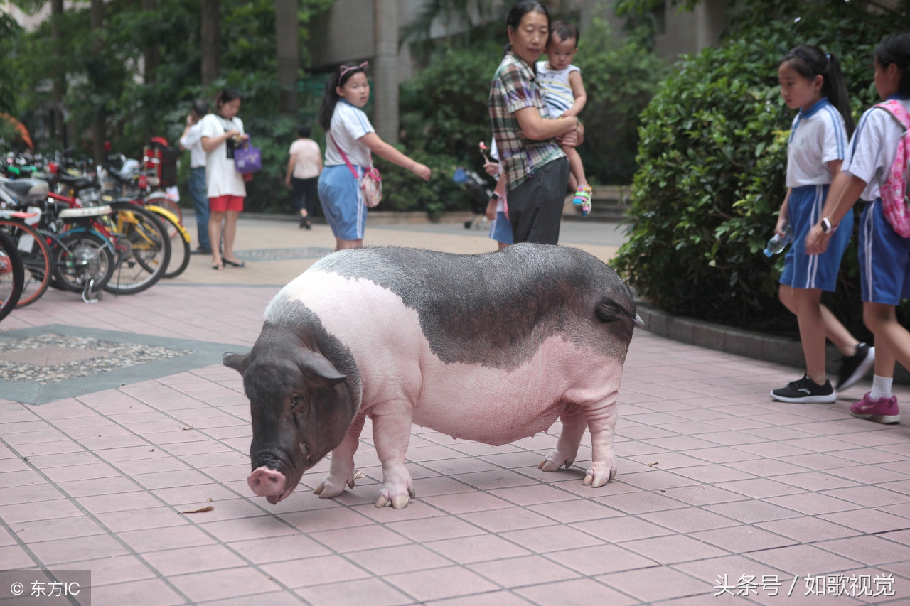 200斤大香猪图片
