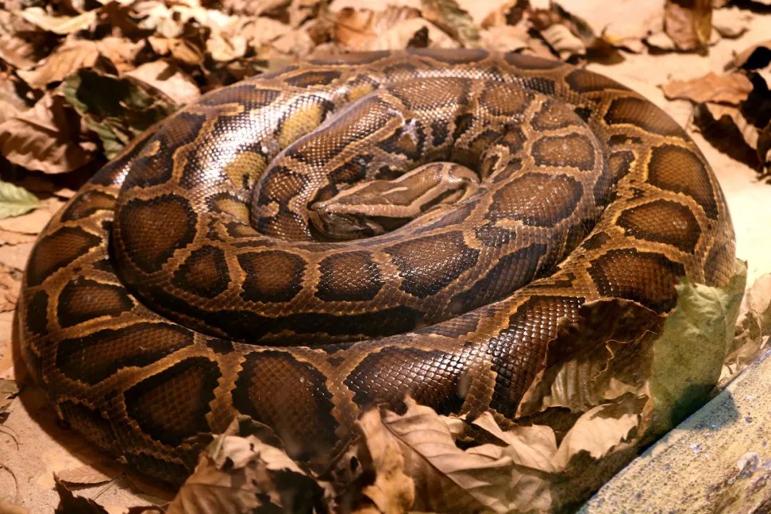 蛇冬眠的样子图片