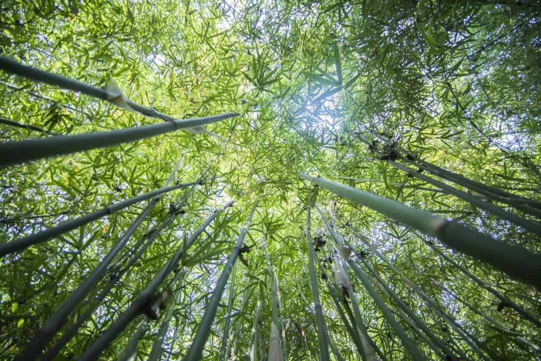 在都江堰和竹子在一起的日子