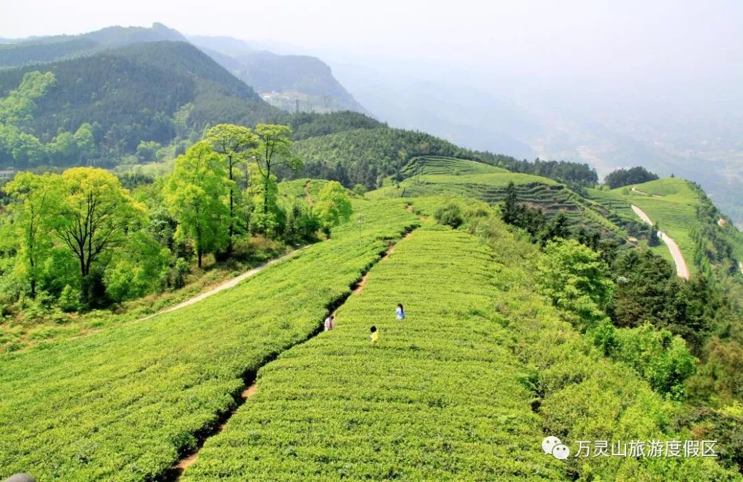 投票中國西部最受歡迎旅遊目的地評選清升古佛山