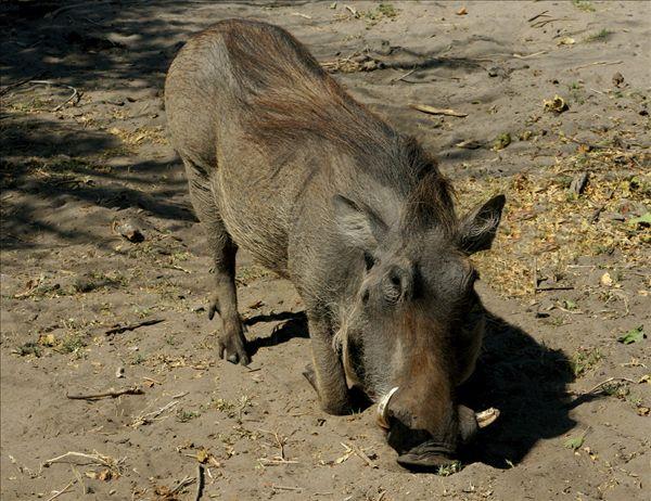 疣豬雖然是雜食性動物,但是平時很少會主動攻擊動物吃肉,大多數都是被