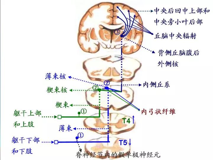 针刀临床总脊髓病变的定位诊断