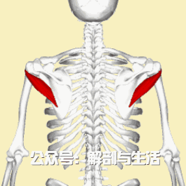 上界:小圆肌,肩胛骨外缘,肩胛下肌和肩关节囊