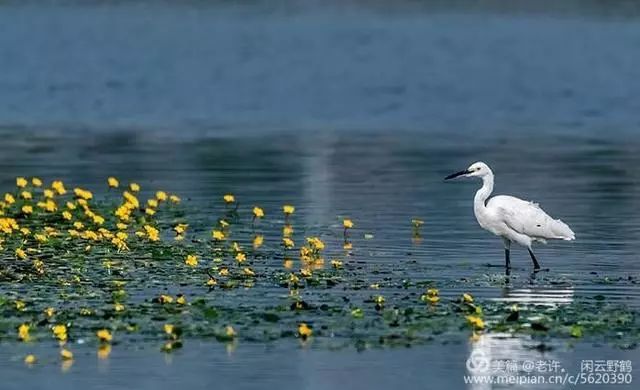 黃河溼地水鳥多,紅尾巴黃河大鯉魚落入鳥口_白居易