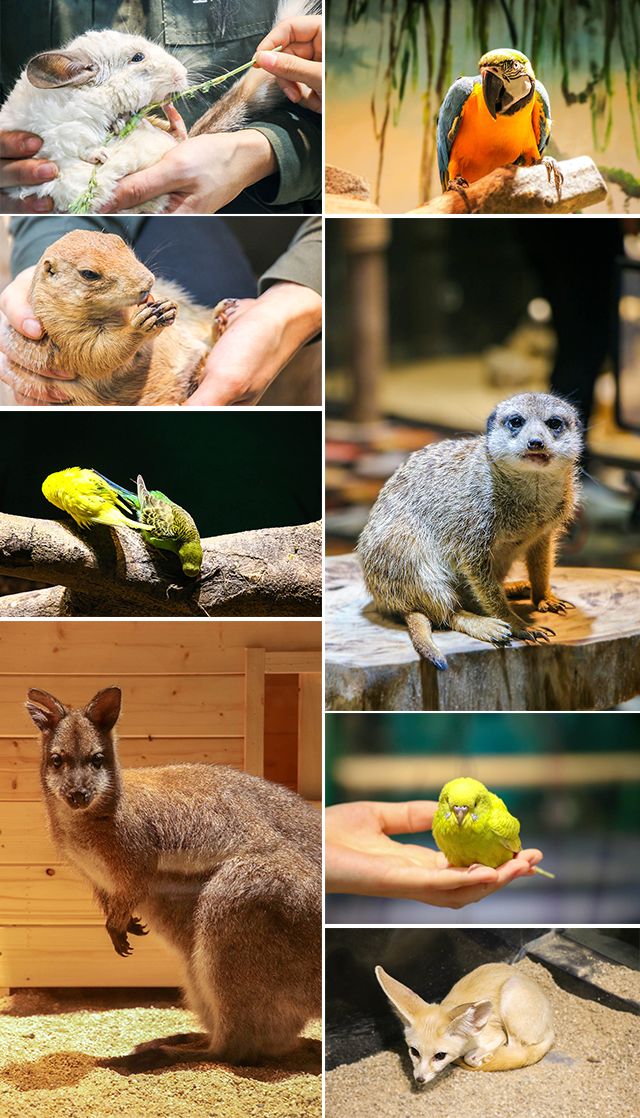 天啊泉州商場驚現3000㎡室內動物園還有78元門票免費送