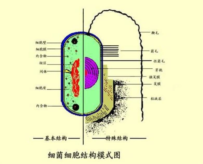 (一个普通的细菌也含有很多复杂结构)病毒的结构要比细菌简单得多,它