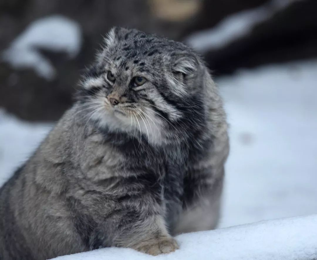 兔狲不发飙你当它是橘猫