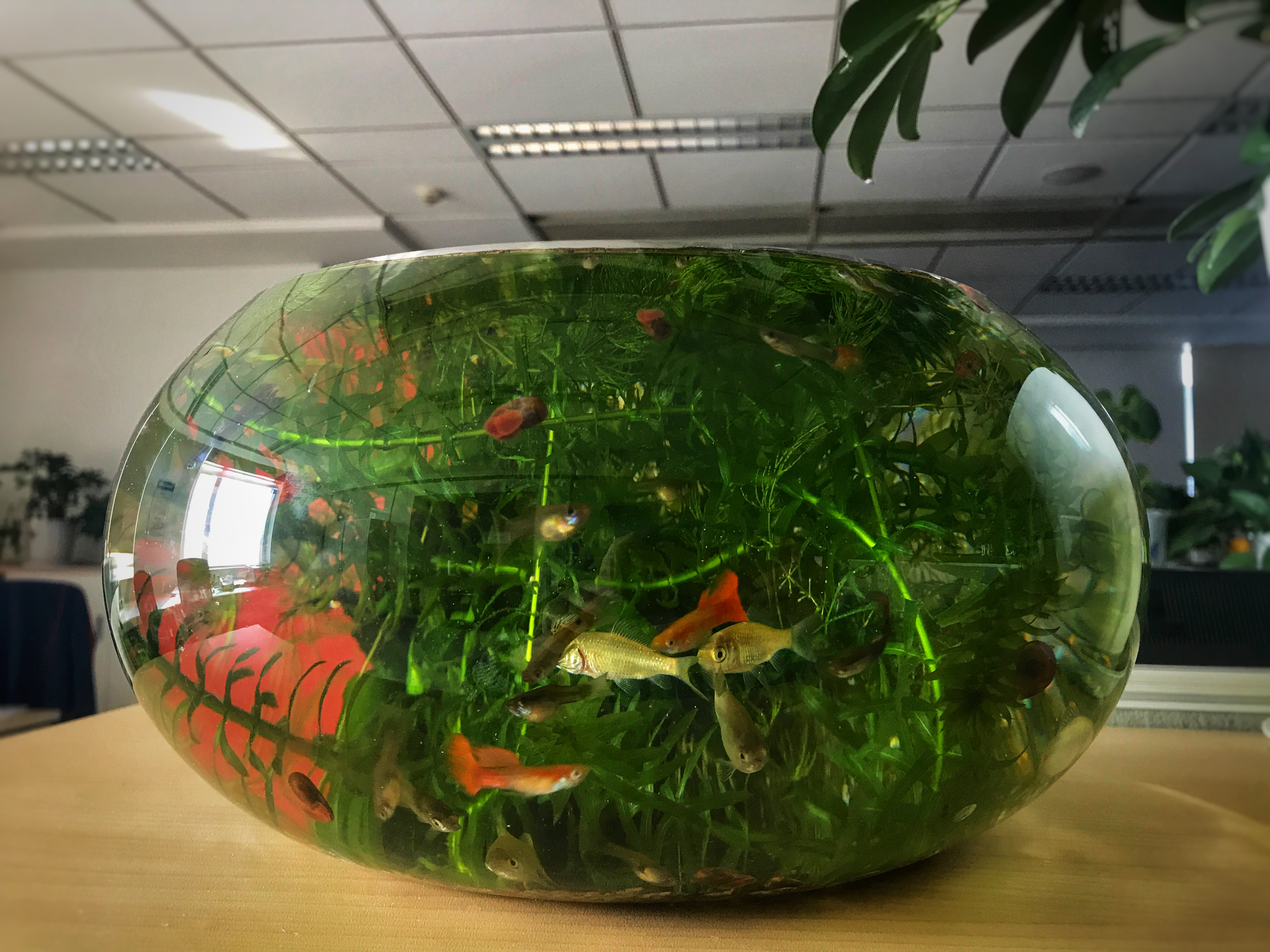 游在办公室里的精灵孔雀鱼