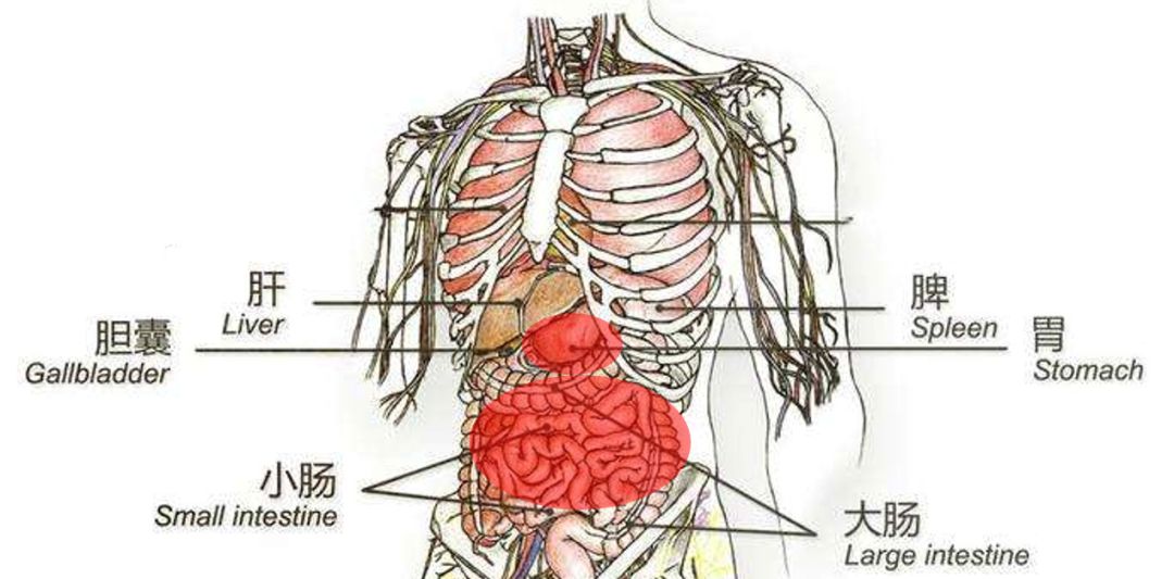 腹痛由于引发的原因各异,运动中腹痛发生的部位不固定,疼痛程度也不同