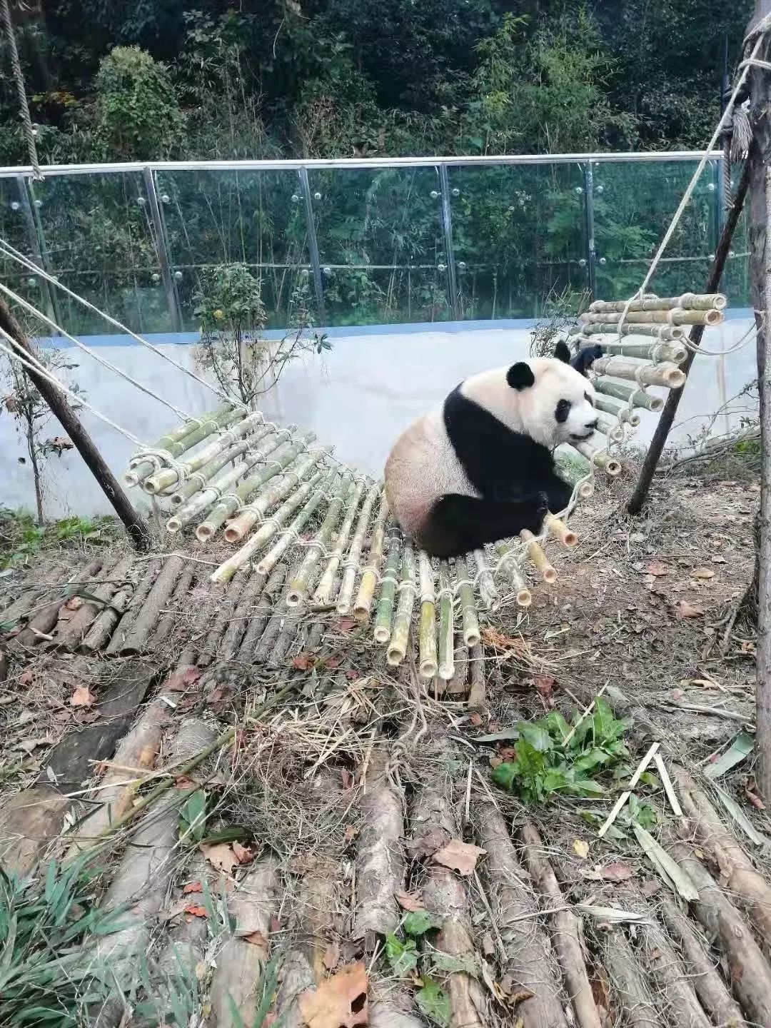 贵阳黔灵山公园熊猫图片