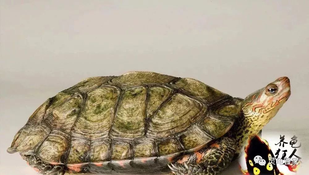木纹龟深水养图片