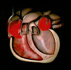 心脏泵血 gif图片