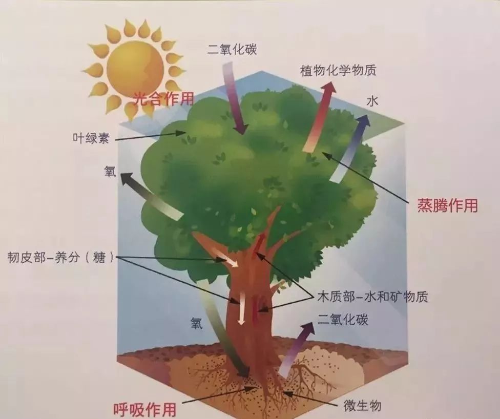 生物风化作用图片